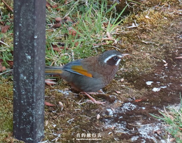 阿里山日出 對高岳觀景台 金翼白眉