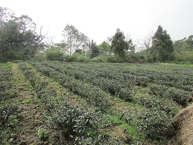 台北找茶園608IMG_4924.JPG