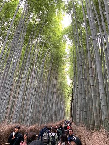 ［京都自駕遊］京都寺廟走斷腿之旅