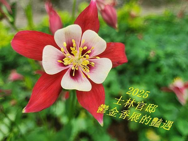 2025士林官邸鬱金香展的豔遇