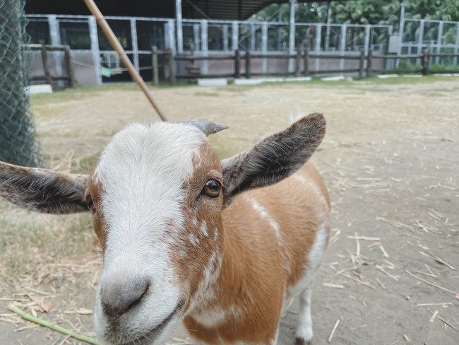 台南親子旅遊攻略｜三個必去的戶外和室內景點:頑皮世界野生動物