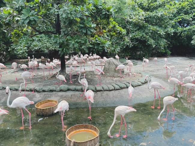 台南親子旅遊攻略｜三個必去的戶外和室內景點:頑皮世界野生動物