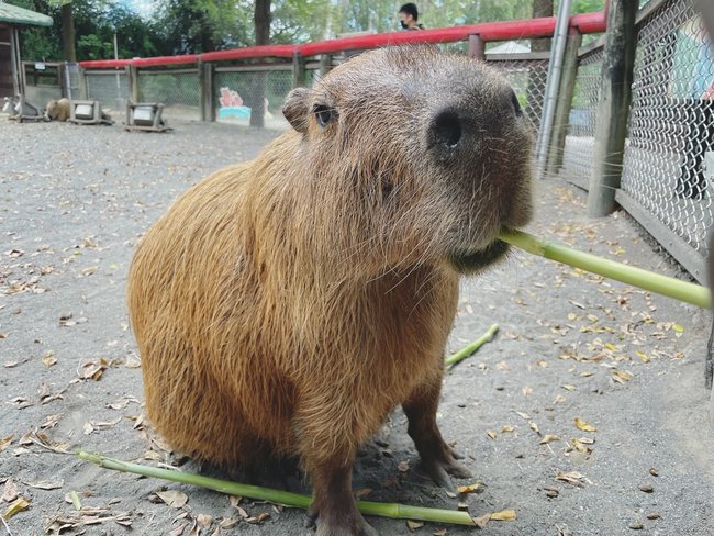 台南親子旅遊攻略｜三個必去的戶外和室內景點:頑皮世界野生動物