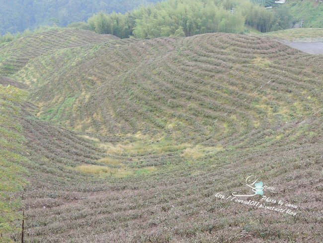 八卦茶園