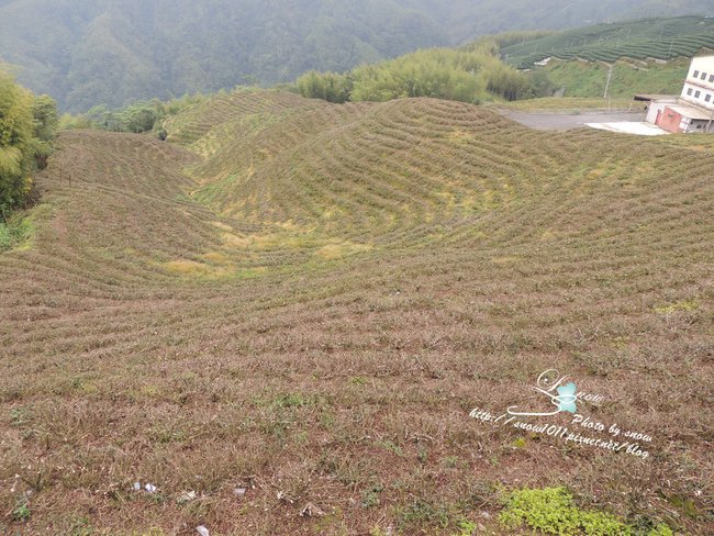 八卦茶園