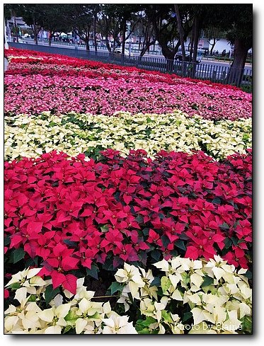 圓山花海3