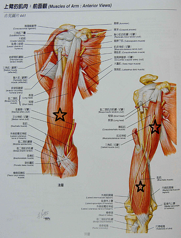 上臂肌肉前.png