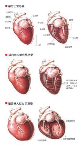 heart12.jpg