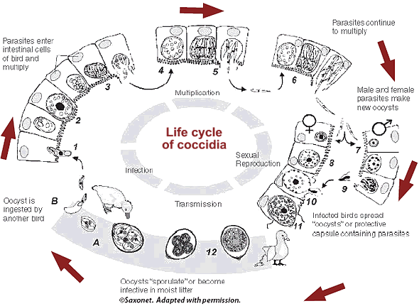 coccidia