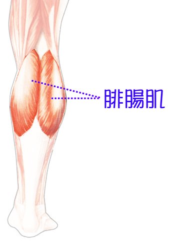 蘿蔔腿 肌肉型蘿蔔腿 瘦蘿蔔腿 消除蘿蔔腿 