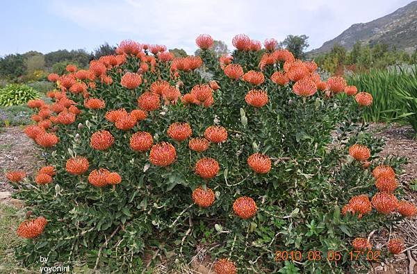 DSC_0376花團錦蔟.JPG