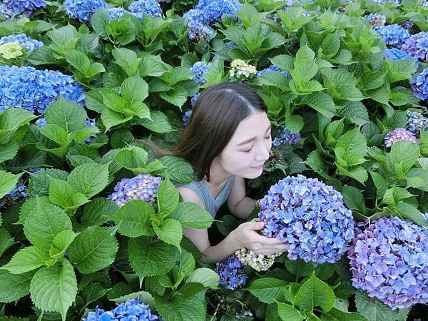 #陽明山 #繡球花 #大梯田 #倔強朵力 #朵力