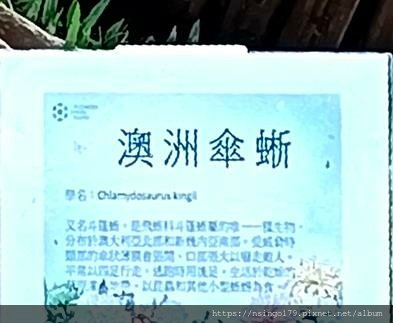 2024士林官邸菊展的花田筆記(上)：熊熊遇見鹿、綠野仙蹤、