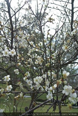 20170107 角板山公園+大溪老茶廠 12.JPG