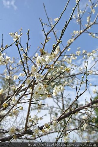 20170107 角板山公園+大溪老茶廠 16.JPG