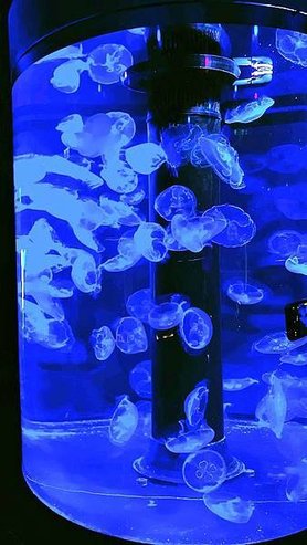 IMG_0609.jpg