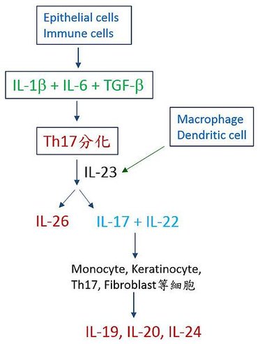 Th17 and IL-20 cytokines