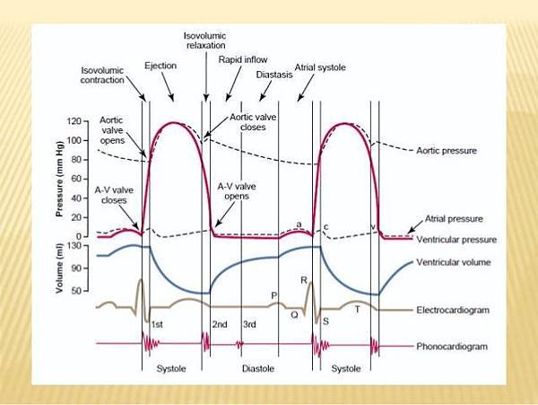 cardiac-cycle-and-jvp-14-638.jpg