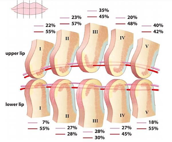【解剖】上唇動脈與口輪匝肌的相對位置