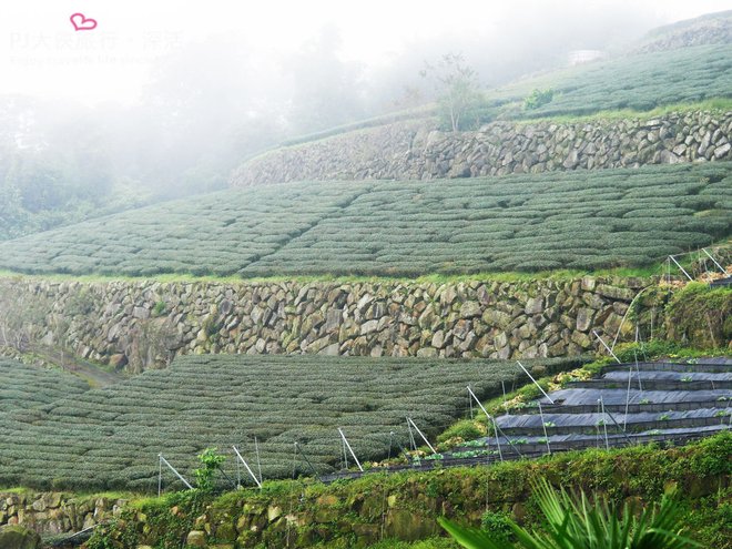 PJ大俠嘉義旅遊阿里山景點樂野來吉山豬部落