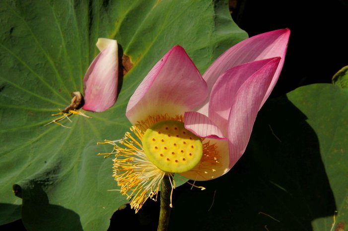台南白河蓮花