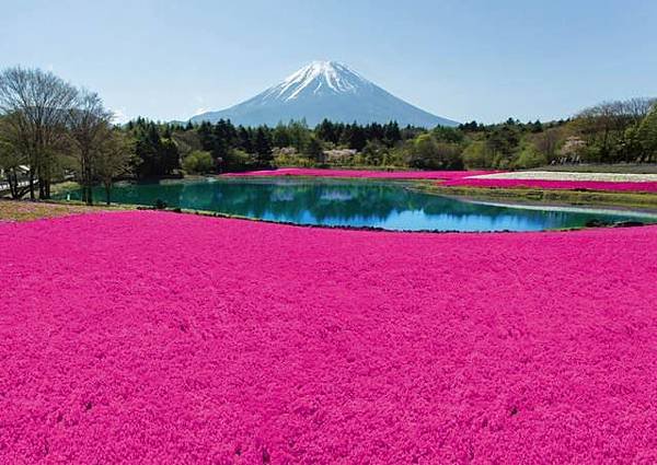 芝櫻