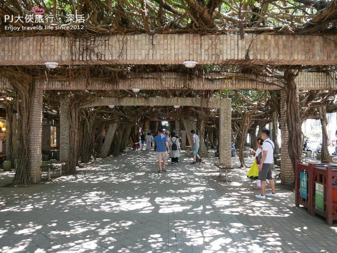 PJ大俠澎湖自由行必去10大景點通樑古榕