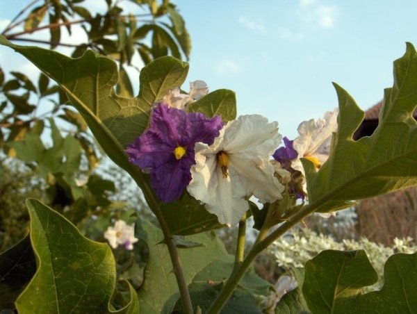 茄子花Thai_eggplant_flowers.jpg