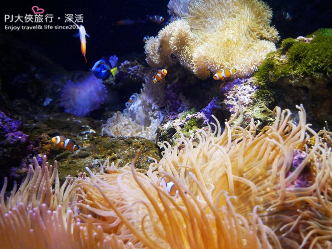 2021桃園新景點Xpark水族館都會水族購票須知線上買票現場買票要排隊買不到