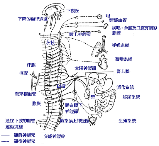 bone12-6