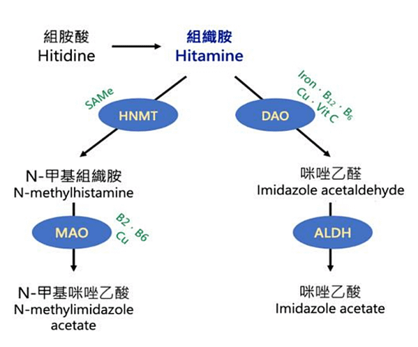 神經傳導物質在健康與疾病中的關鍵角色