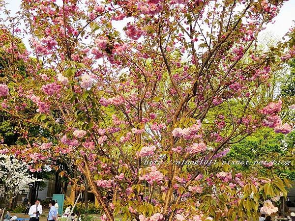 東京櫻花集錦 (9).jpg