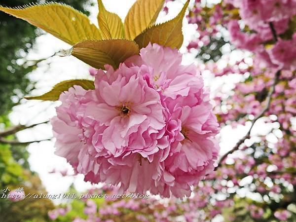 東京櫻花集錦 (24).jpg