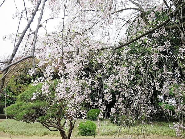 東京櫻花集錦 (31).jpg