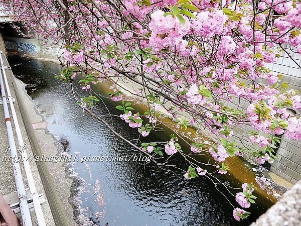 東京櫻花集錦 (69).JPG