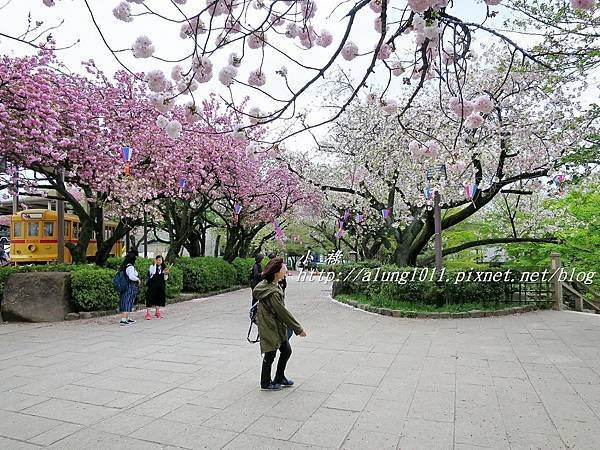 東京櫻花集錦 (81).JPG