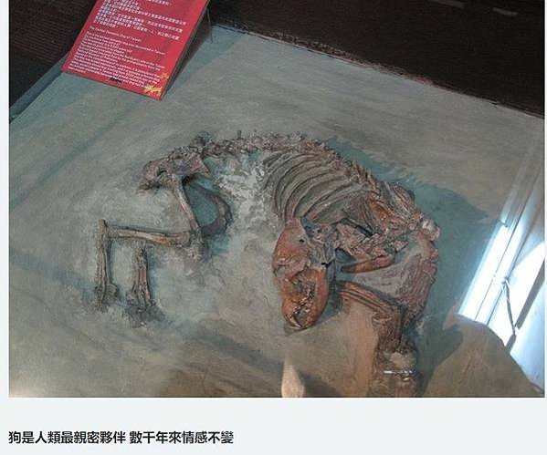 忠心台灣土狗獲國際認證正名「台灣犬」/台灣土狗通過70多個會