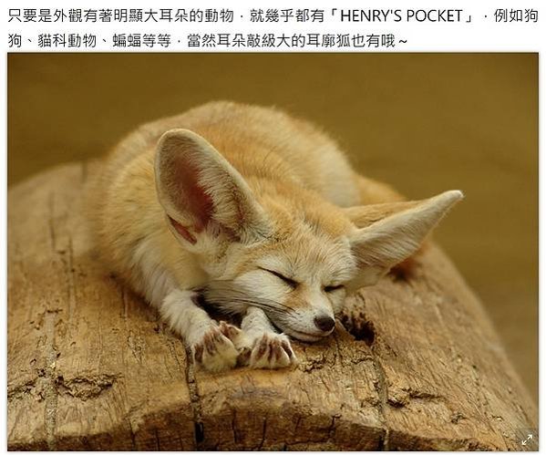 貓耳袋：又叫亨利氏袋（Henry’s Pocket），獨特嘅