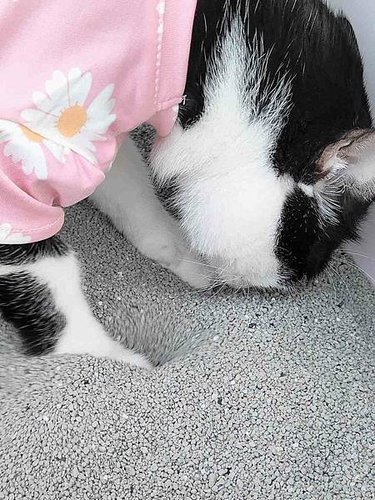 🐈〔寵物×用品〕貓後苑-除臭礦砂3.0｜真正99.9%無塵落