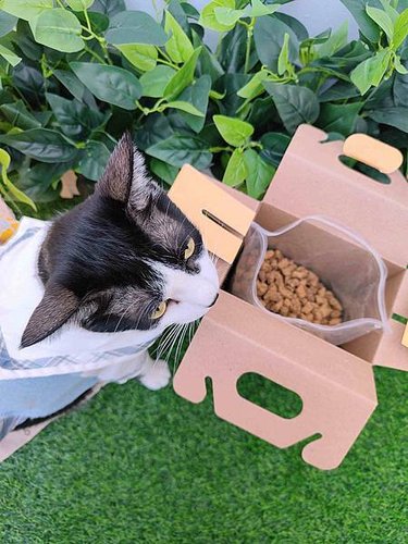 🐈〔寵物×食品〕加拿大Grand Cru特級園 × 低溫乾燥