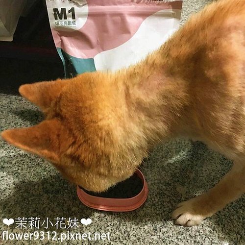 阿寶abaopet 狗飼糧 (21).JPG