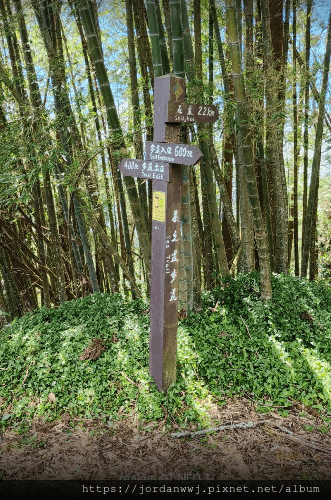 【運動】阿里山石棹「霧、茶、雲、霞、櫻」之道