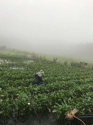 陽明山竹子湖-名廚餐廳 (110).jpg