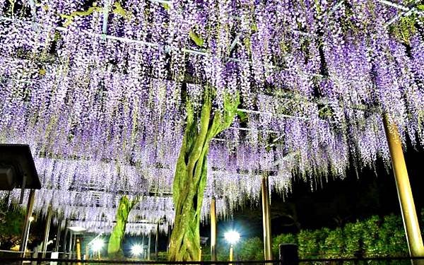 精選藤名所  藤枝蓮華寺池 龜戶天神社 京都才之神  