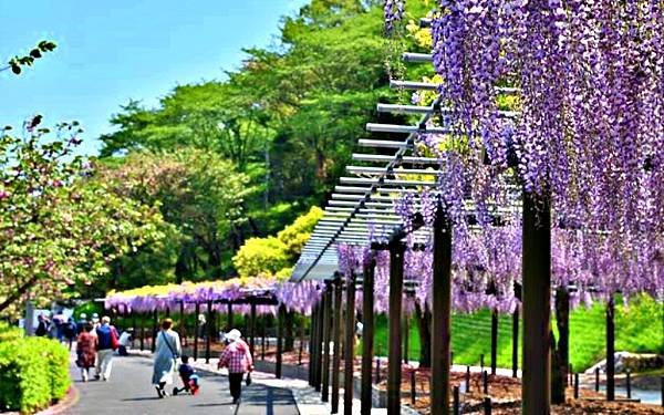 精選藤名所  藤枝蓮華寺池 龜戶天神社 京都才之神  