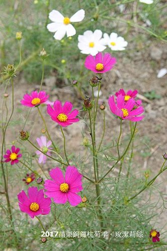 DSC02107.JPG