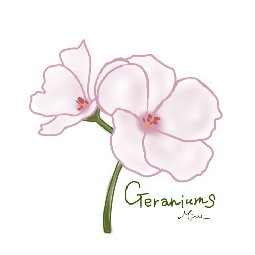 0320Geraniums