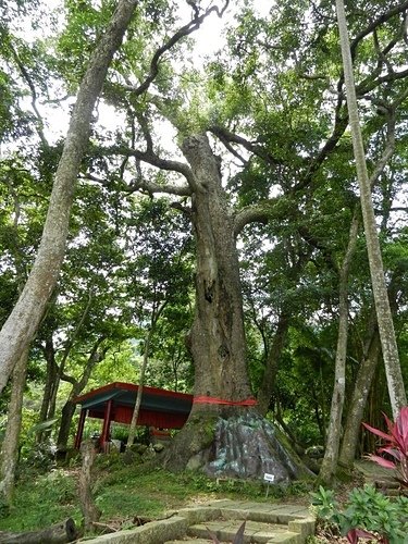 油車伯公+北埔大林開山伯公/二寮神木-350年樟樹神木/油車