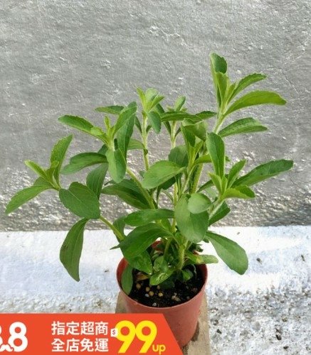 stevia甜葉菊，甜菊葉“甜菊糖”是一種低熱量“糖中之王”