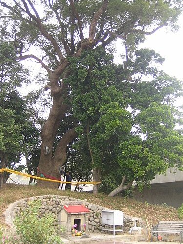 新竹市最高齡的老樹〔開山伯公三百年老樟樹〕風空開山伯公(金山